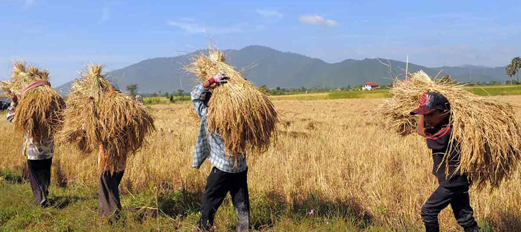 រួមដំណើរជាមួយការអភិវឌ្ឍនៃវិស័យកសិកម្មកម្ពុជា