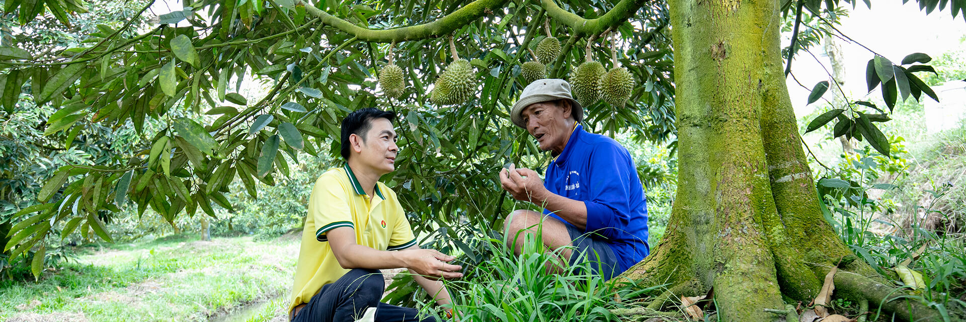 ព័ត៌មាន - មេឌៀ
